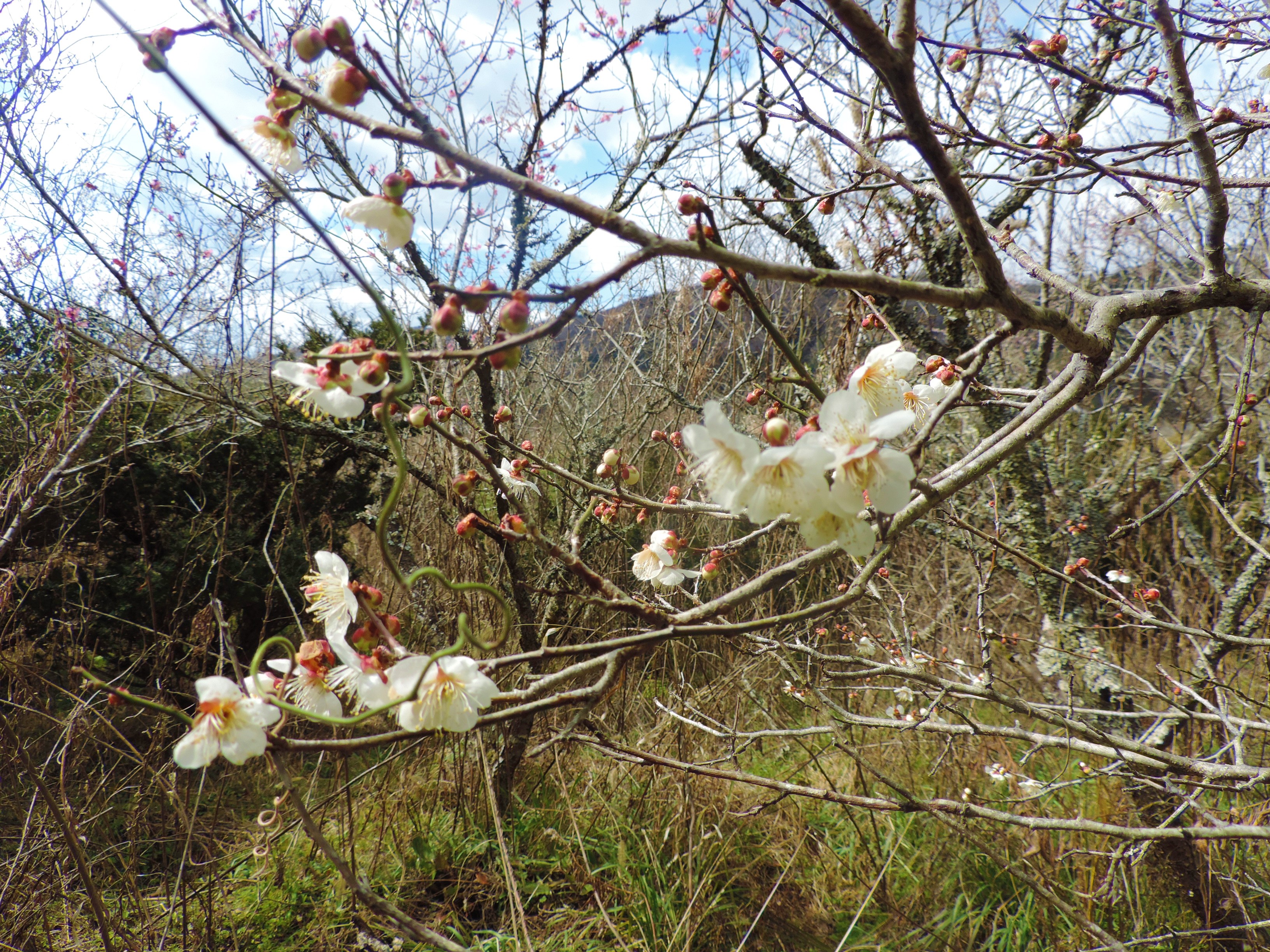 【春の訪れ♥】お花たち AROUND 伊賀教室！