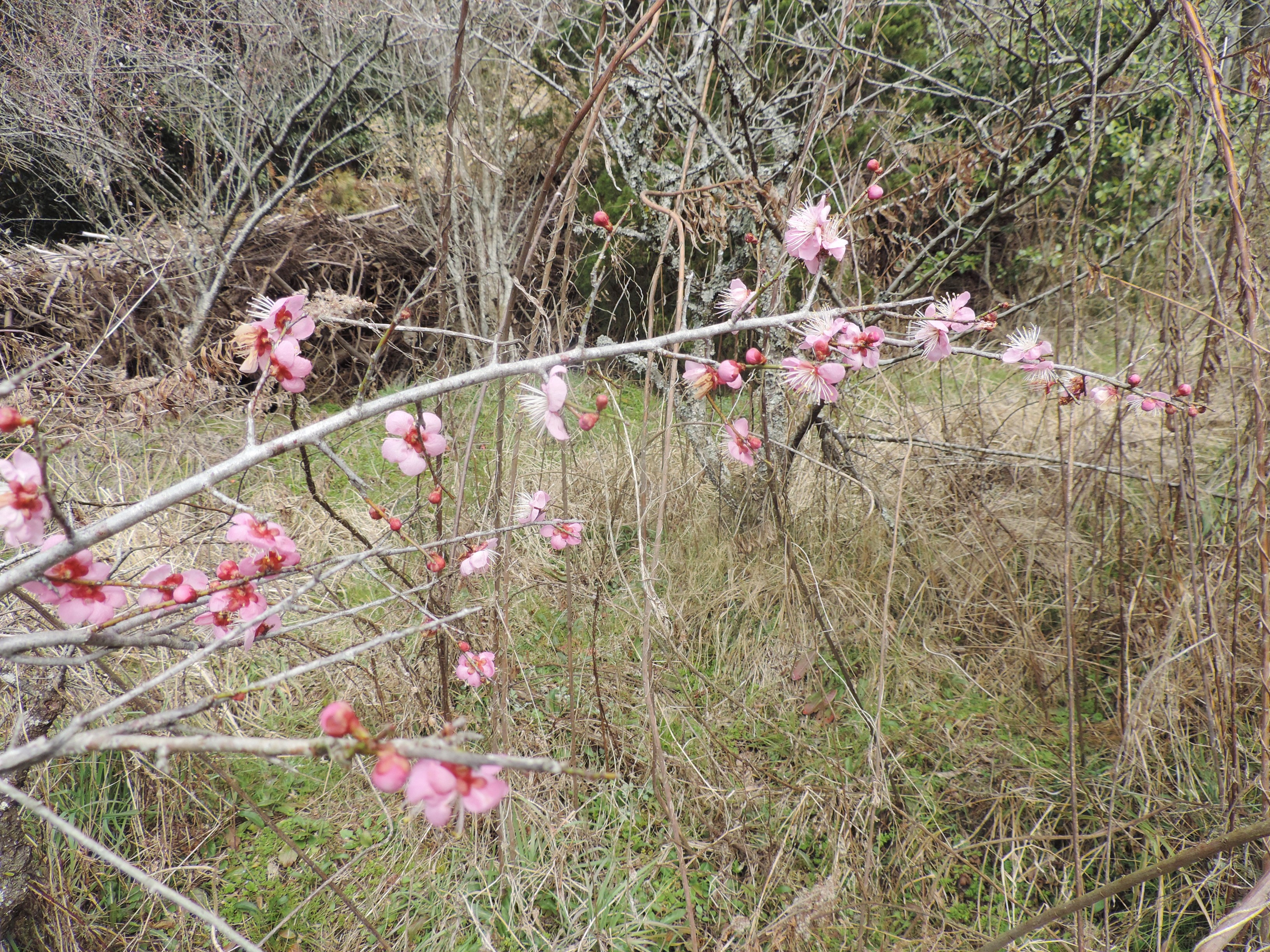 【春の訪れ♥】お花たち AROUND 伊賀教室！