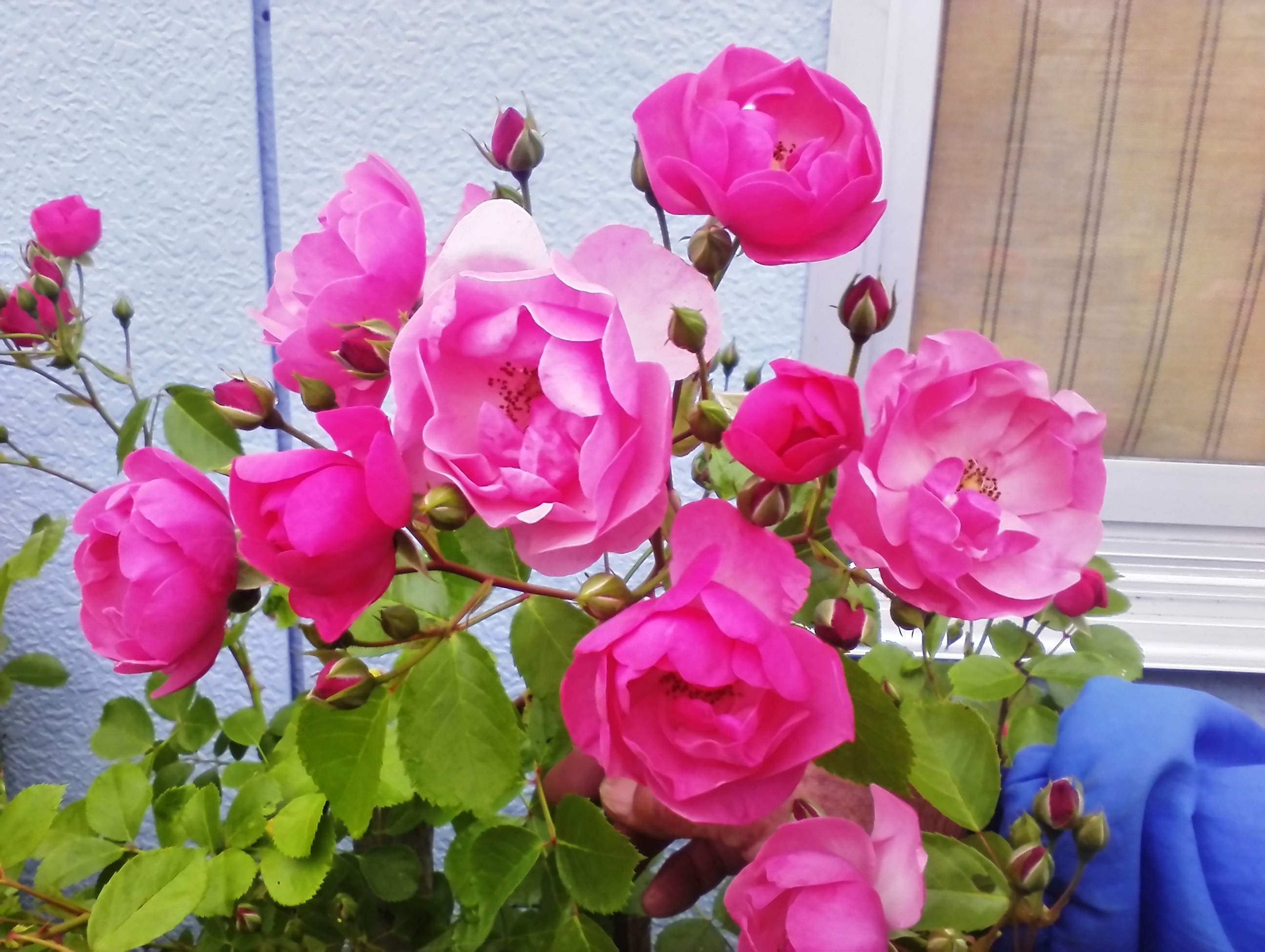 伊賀教室近くで育てているオーガニックの薔薇